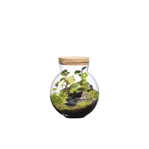 Pensé pour le jardin：Terrarium autonome Havana Landscape botanic® - taille XS