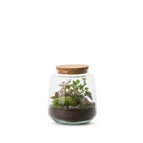 Sélection pratique:Terrarium Bulle de Nature Izumi en verre transparent Naturalys taille L - Ø 15 x 17 cm
