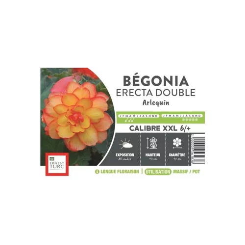 Jardin & idées：Bégonia Erecta Double Arlequin XXL jaune bordé rouge Ernest Turc - bulbes vrac