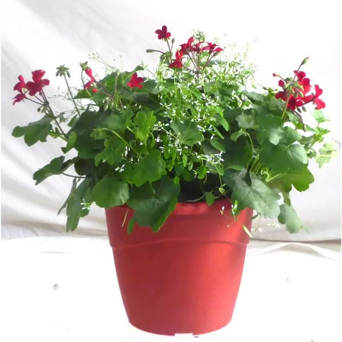 À découvrir pour le jardin:Géranium Caliente et Euphorbe blanche en duo - La coupe de 27 cm