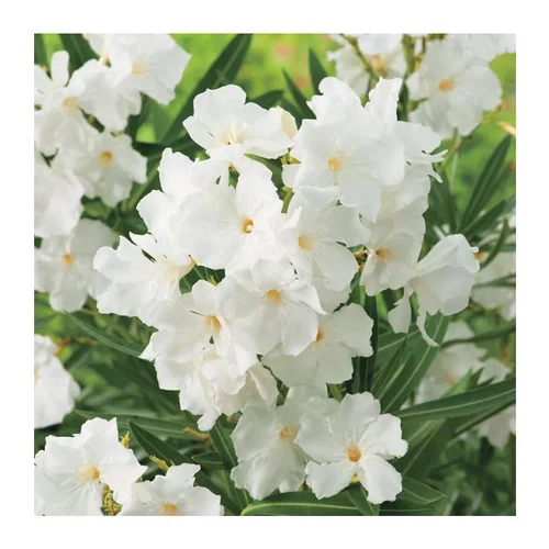 Jardin service：Laurier Rose Mont Blanc. Le pot de 15 litres