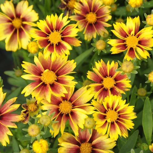 Jardin & idées：Coréopsis enchanted eve jaune en pot de 2 L