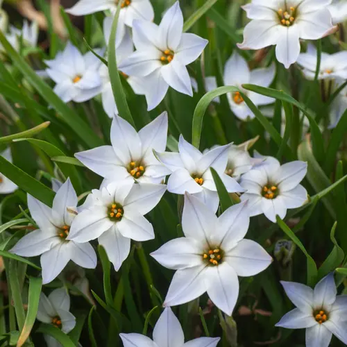 Idéal pour votre jardin：Étoile des Incas - Le pot de 2 litres