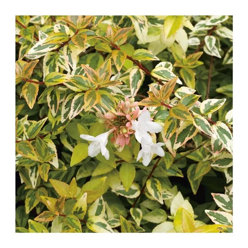 Pour améliorer votre jardin：Abélia Grandiflora Kaleidoscope 50/60. Le pot de 10 litres