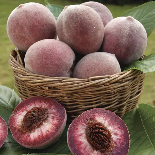 Accessoire pour le jardin：Pecher Sanguine. Le pot de 7,5 litres