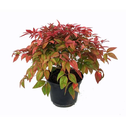 La solution pour votre jardin:Nandina Domestica Blush Pink®?Aka Cov (Bambou sacré) 25/30 en pot de 3 L rose