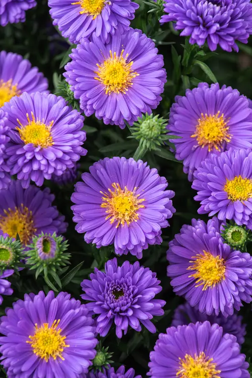 Confort jardin：Aster nain AZURIT - Le pot de 2 litres