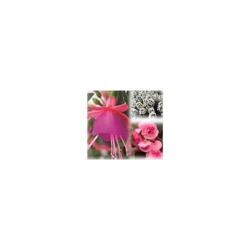 Essentiel nature：Mélange estival de fleurs coloris rose et blanc. Le pack de 6 plants