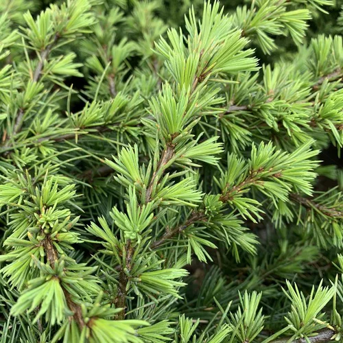 Une idée pratique pour l’extérieur:Cèdre du Liban vert. Le pot de 7,5 litres, 80/100 cm