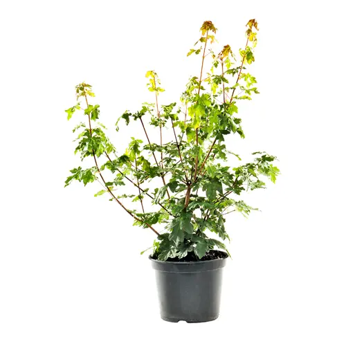Pour un jardin bien équipé：Érable champêtre vert. Le pot de 3 litres