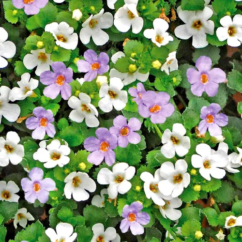 Essentiel extérieur：Bacopa Tricolore. Le pot de 3 litres