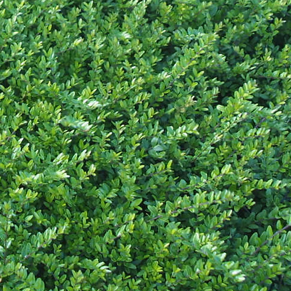 6 x Chèvrefeuille à feuilles de buis – Lonicera nitida 'Hohenheimer Findling', godet 9cm x 9cm