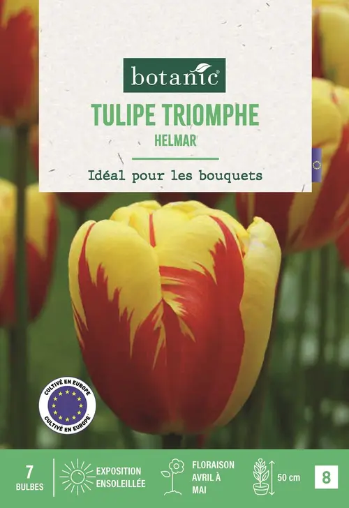 Pour donner du style au jardin:Bulbes de fleurs Tulipe triomphe Helmar jaune pourpre botanic® - 7 bulbes