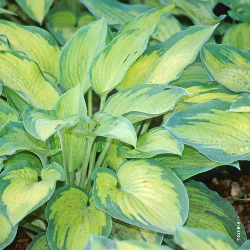 Confort pour le jardin:Hosta 'Paul'S Glory' - Le pot de 2 litres