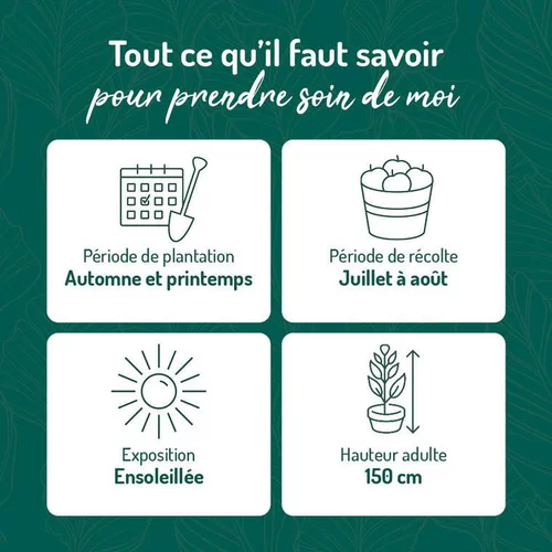 Idéal au jardin:Framboisier Golden Everest Bio. Le pot de 2 litres