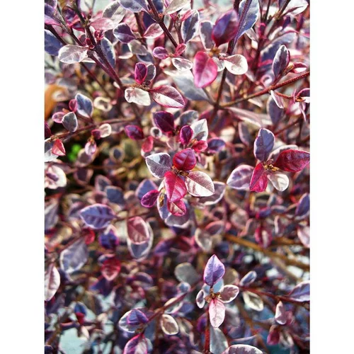 Bien utile au jardin：Lophomyrthus Ralphii Magic Dragon rose en pot de 8 L