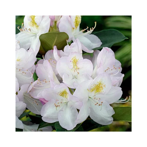 Jardin et pratique:Rhododendron gomer waterer coloris blanc . Le pot de 7,5 litres