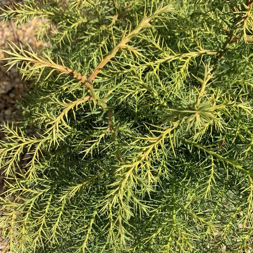 Jardin à embellir:Cèdre du Japon Elegans Viridis vert. Le pot de 7,5 litres, 80/100 cm