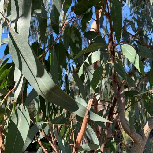 Pour la vie au jardin：Eucalyptus 80/100. Le pot de 3 litres