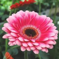 Esprit extérieur：Plante fleurie d'intérieur Gerbera - Ø 9 cm