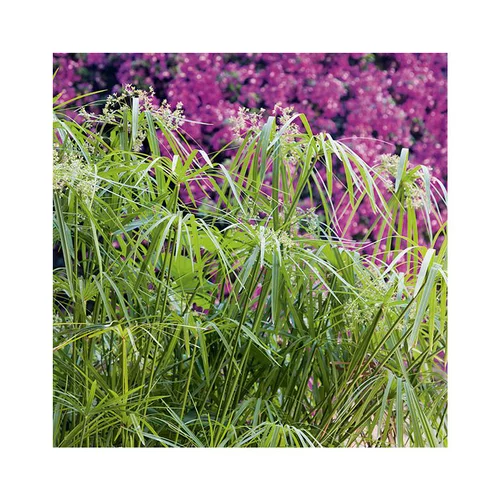 Jardin déco:Papyrus en pot de 5 litres