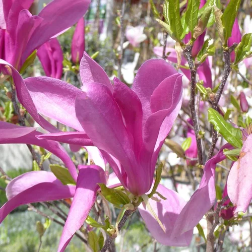 Pour votre extérieur:Magnolia Caduc Soulangeana – Pot de 7,5L
