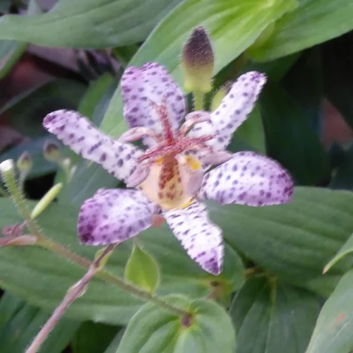 Confort extérieur：Tricyrtis Pink Freckels - Le pot de 2 litres