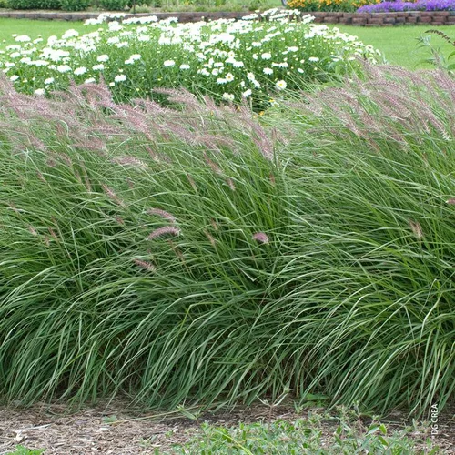 Jardin accessoire:Pennisetum Orientale - Le pot de 4 litres