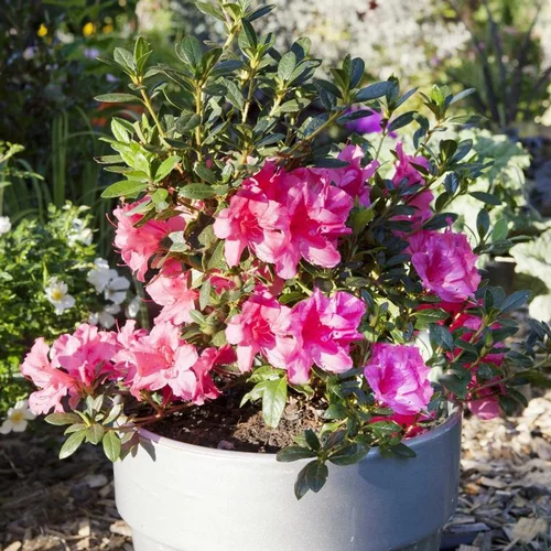 Idée pour le jardin：Azalée Encore Carnival rose. Le pot de 4 litres