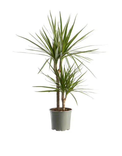 Un plus pour votre jardin：Dracaena marginata (Dragonnier de Madagascar) vert. Le pot Ø 21 cm