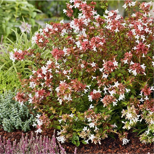 Loisirs jardin:Abélia Grandiflora Sherwood rose. Le pot de 5 litres
