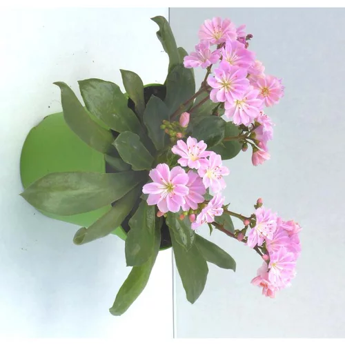 Pour profiter pleinement de l’extérieur：Lewisia Cotyledon - Le pot de 1 litre