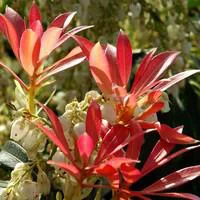 Pour valoriser vos extérieurs：Andromède (PIERIS JAPONICA) Le pot de 3 litres
