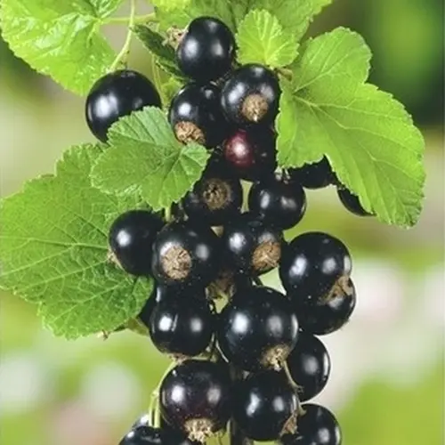 Moderne au jardin:Cassis Andega bio. Le pot de 1 litre