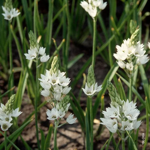 Pour vivre dehors：Ornithogalum blanc 5/6 Fleurs - Le pot de 22 cm