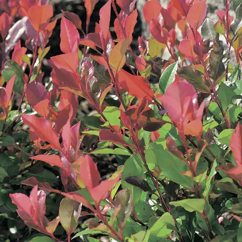 Univers végétal：Photinia ‘Red Robin’ rouge. Le pot de 7L