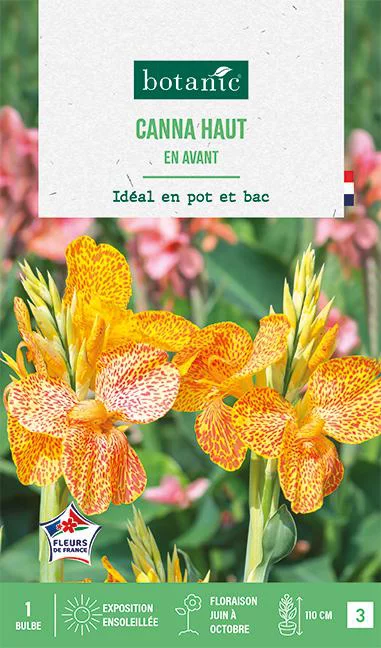 Jardin malin:Bulbe de fleurs Canna haut En avant botanic® - 1 bulbe