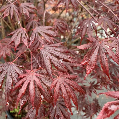 Essentiel pour le jardin：Érable du Japon Trompenburg rouge. Le pot de 10 litres, forme bonsaï