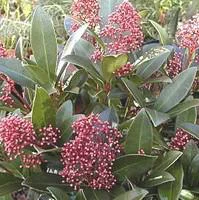 Bien pratique au jardin：Skimmia Japonica 40/50. Le pot de 7 litres