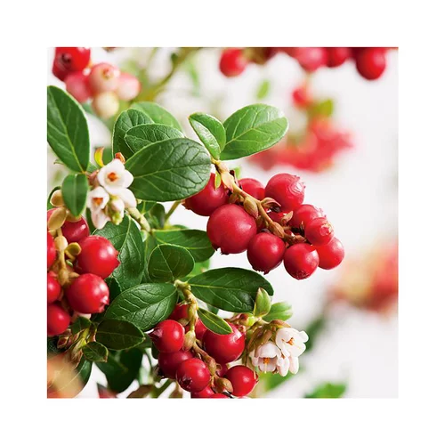 Jardin à vivre:Airelle Rouge Bio. Le pot de 2 litres