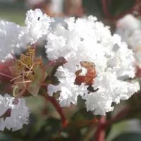 Sélection au jardin：Lagerstroemia Indica Charms Neige d’été blanc. Le pot de 12 litres