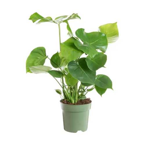 Idée simple：Monstera en touffe vert. Le pot Ø 24 cm