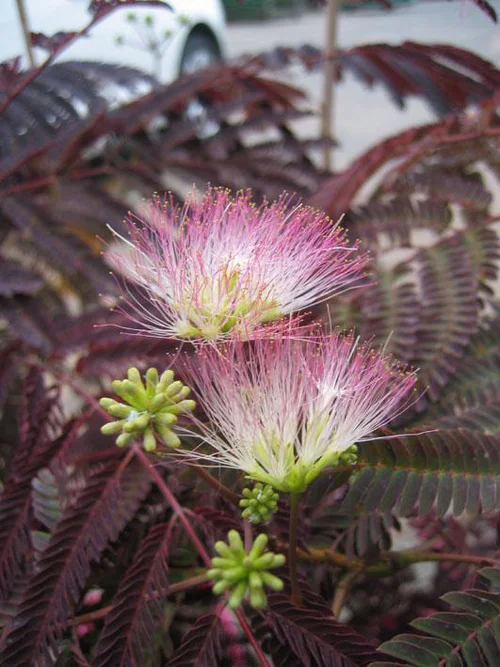 Jardin confort plus:Albizia Summer Chocolate. Le pot de 30 litres
