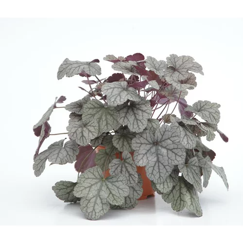 Jardin & déco：heuchera sugar frosting - Le pot diam 12 cm