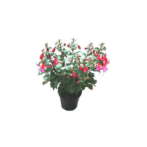 Jardin confort plus:Fuchsia érigé - Le pot de 1 litre