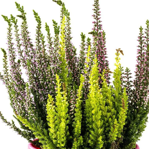 Pratique jardin：Collection de calunes - Le pot de 10.5 cm