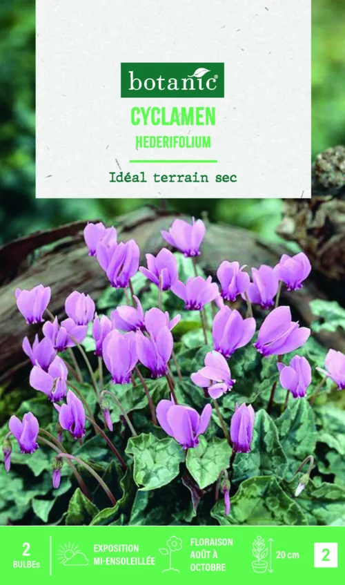 Pour valoriser votre jardin：Bulbe de fleurs Cyclamen hederifolium botanic® - 2 bulbes
