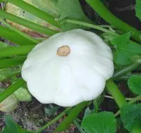 Côté jardin：Pâtisson blanc bio - Prix au kg
