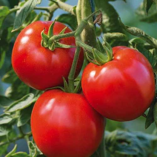 Pour un jardin bien équipé:Tomate Ronde Cobra Bio. La barquette de 3 plants
