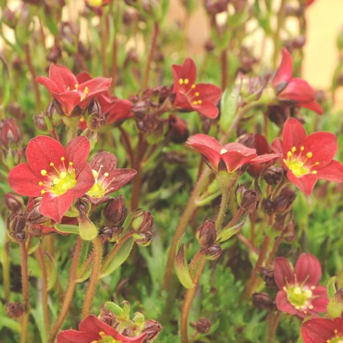 Jardin et plaisir：Saxifrage touran scarlet rouge en pot de 2 L